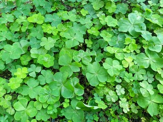 自然の背景 瑞々しい三つ葉のクローバーが一面に生い茂るクローズアップ