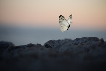 A white butterfly at sunset on a cliff, a symbol of freedom, fragility, and the beauty of nature
