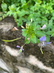 Purple and White Spider Flower Blooming