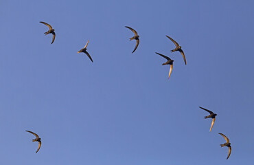 Beautiful synchronized flight of the flock of black swifts. Common Swift (Apus apus) hunt insects collectively.