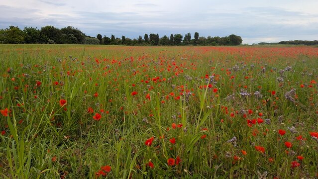 Champs de coquelicots en France