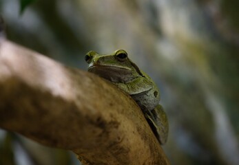 frog on a tree