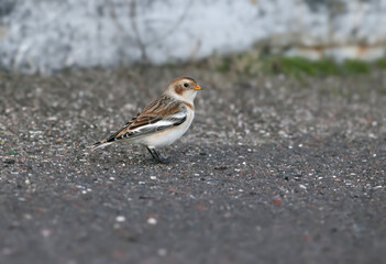 A close-up portrait of a snow bunting (Plectrophenax nivalis) is taken on a fence and sitting on the ground.