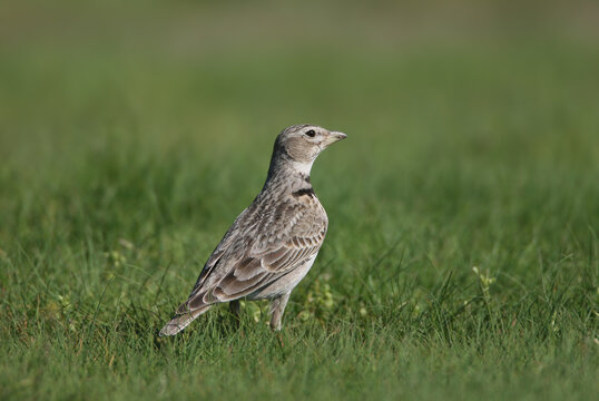 An adult calandra lark (Melanocorypha calandra) in breeding plumage is photographed close-up sitting on green grass.