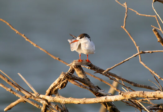 A young Caspian tern (Hydroprogne caspia) in non-breeding plumage is photographed against the blurred waters of the Danube.