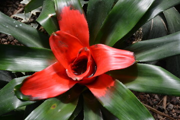 Top-down view of a vibrant red and green Bromeliad (Guzmania) tropical plant. The rosette-shaped foliage holds water, typical of exotic rainforest flora.