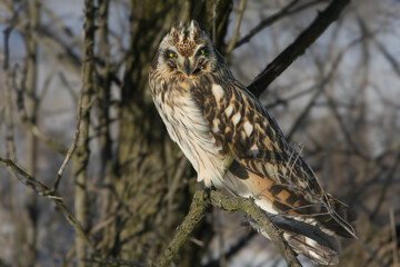 Long-eared owl (Asio otus) (Cuculus canorus) hid in the shade of a tree, sitting against a blurred background