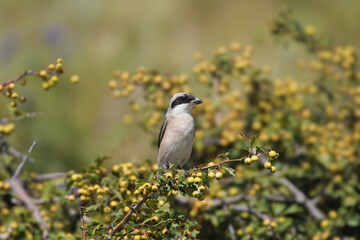 A juvenile lesser grey shrike (Lanius minor) perches on an unripe hawthorn bush against a blurred background