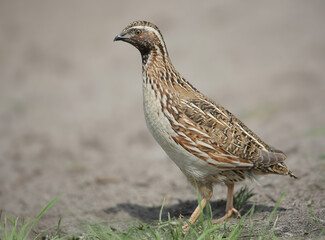 A male common quail (Coturnix coturnix) is photographed close-up hiding in the grass and in full growth on a field road.