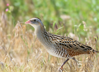A close-up shot of an adult corncrake (Crex crex) in its natural habitat