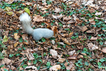 A small red and gray squirrel with a fluffy tail is foraging on the forest floor covered in green and brown autumn leaves.