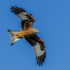 Rotmilan (Milvus milvus)