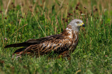 Rotmilan (Milvus milvus)