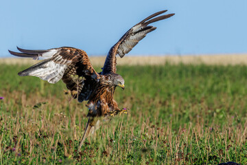 Rotmilan (Milvus milvus)