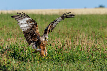 Rotmilan (Milvus milvus)