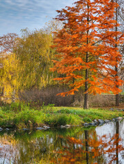 Vibrant Orange Autumn Tree Reflected in Calm Lakeside Water with Golden Willow in Scenic Natural Park. Premium Nature Background