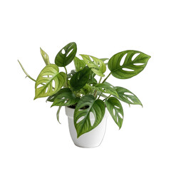 Monstera Adansonii plant in a white pot isolated on a transparent background with green leaves detailed texture soft studio lighting