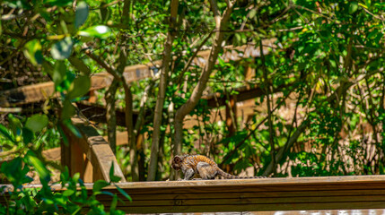 macaquinho em parque de Florianópolis
