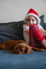 A five-year-old girl sits on the sofa with an English King Charles puppy. High quality photo