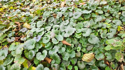 Dense ground cover of green round ivy leaves (Glechoma hederacea), forming a lush natural texture on the forest floor with scattered autumn foliage
