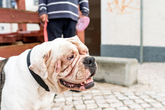 Alapaha Blue Blood Bulldog on leash with owner in background, close‑up side profile on cobblestone city street, friendly pet portrait with collar and wrinkled face in urban outdoor setting