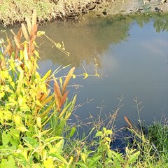 Tranquil Canal Edge with Aquatic Foliage and Reflection.