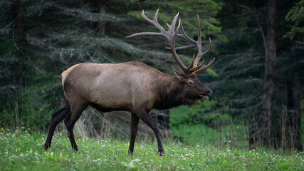 Bull Elk