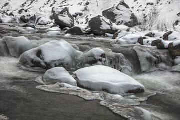 polar bear on the beach