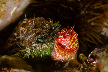 Unique macro underwater photo showing a Haliotis (Abalone/Sea Ear), a Vermetid Snail, and a Hermit Crab in a close association on a Mediterranean reef