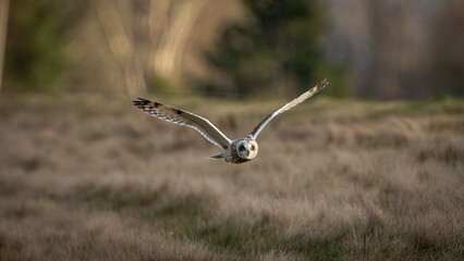Flying Short-Eared Owl