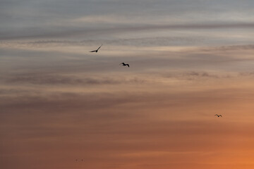 Ptaki latające na pomarańczowym niebie wschodu. 