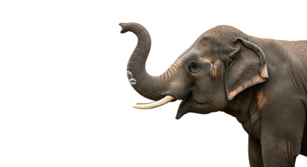 Obraz premium Happy elephant raising its trunk isolated PNG with Transparent Background