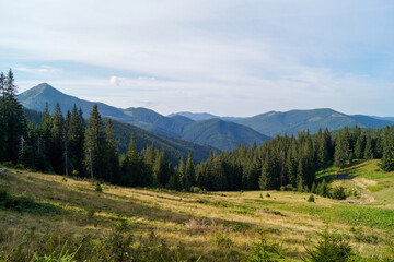 Mountain meadow with forested rolling hills