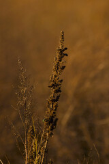 dry grass in the sunset
