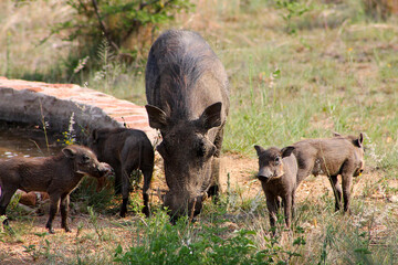 Warthog family with adult and three young piglets gathered at waterhole, displaying natural family bonding and drinking behavior in African bushveld habitat perfect for wildlife education