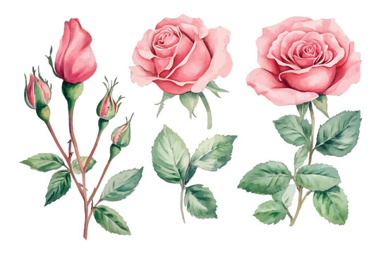 Watercolor pink roses, buds, and green leaves floral collection isolated on transparent background, Vector, illustration