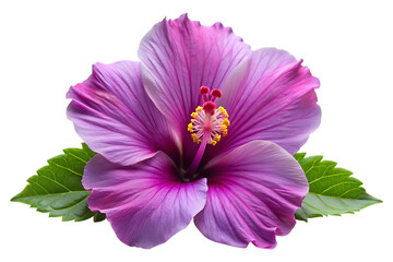 purple hibiscus flower isolated image on transparent