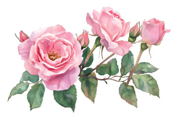 Watercolor pink roses and buds branch with green leaves illustration isolated on transparent background, Vector, illustration