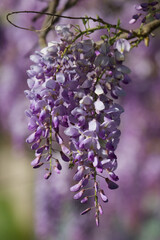 wisteria flowers in spring