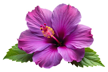 purple hibiscus flower isolated image on transparent background