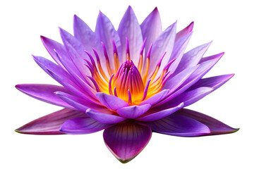 purple water lily image isolated on transparent background