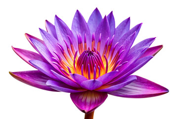 purple water lily image isolated on transparent background