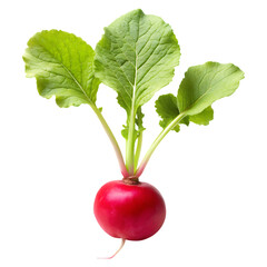 Radish vegetables image isolated on a transparent