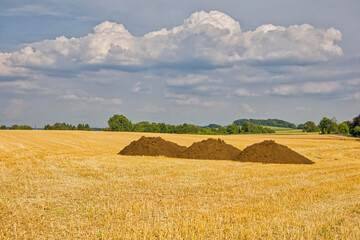 a harvested wheat field with three large brown piles of compost in the sunlight