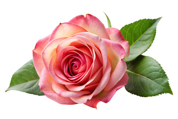 Pink rose flower image isolated on transparent