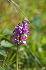 Wild orchid