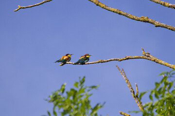 bee eater on branch