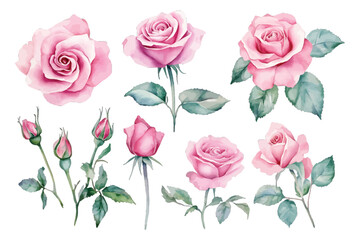 Watercolor pink roses and buds set for elegant floral design isolated on transparent background, Vector, illustration