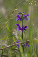Meadow clary,