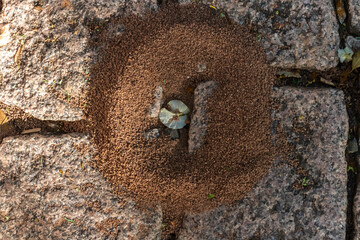 Obraz premium Ant nest emerging between paving stones, with soil pushed out by the insects.